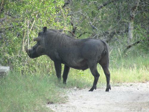 Tembe Elephant Park Lodge