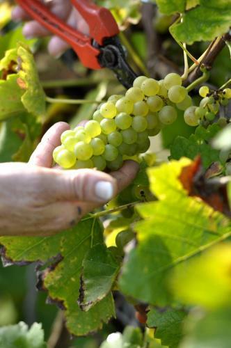 Hotel G�stehaus Wein Im Turm