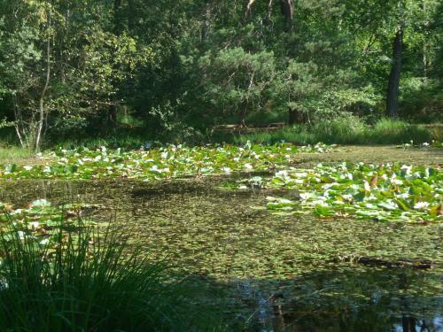 Bed & Breakfast Les Pr�mices De La For�t