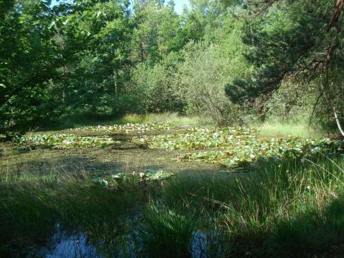 Bed & Breakfast Les Pr�mices De La For�t