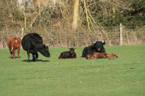 Bed & Breakfast Chadwell Hill Farm