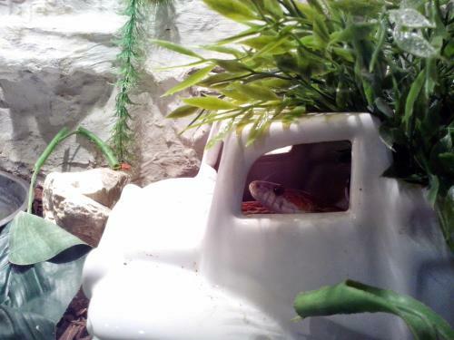 Bed & Breakfast Pollushof Panzi� �s �tterem