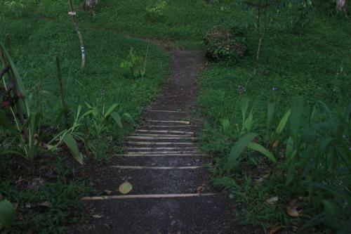 Tereng Wilis Jungle Inn