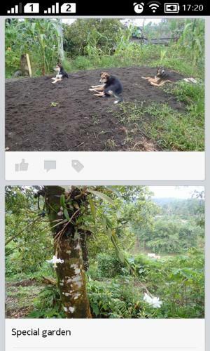 Tomohon Homestay Apelez House