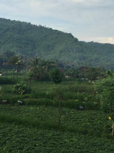 D'sawah Amed Homestay & Warung