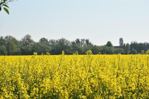 Apartamento Ferienwohnung Mit Kamin Und Gartenblick