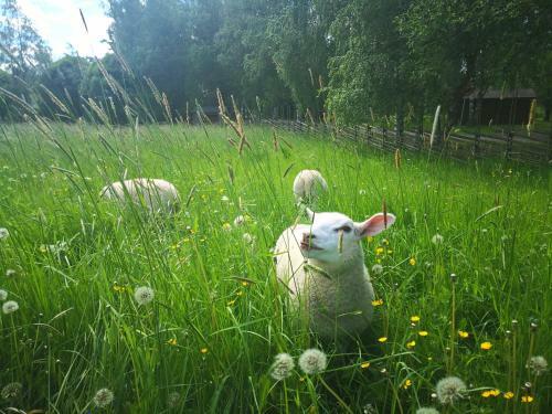 Bed & Breakfast Er�j�rven Eerola Aittahuone (summer Room)