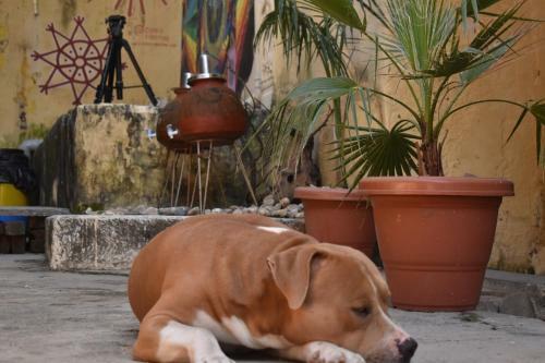Castle Namahstay Hostel & Art Space