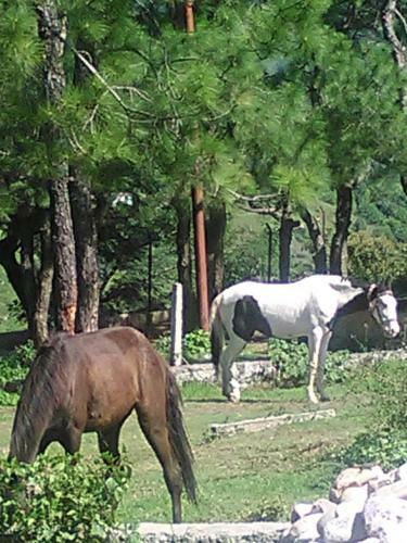 Hotel Centre Point Resorts & Club Palampur
