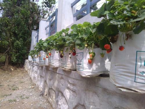 Snow White Holiday Homes