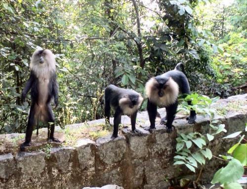 Jadkal Estate And Homestay