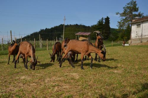 Agroturismo Clorofilla