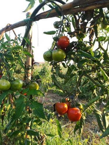 Agroturismo Agriturismo Vento Di Maremma