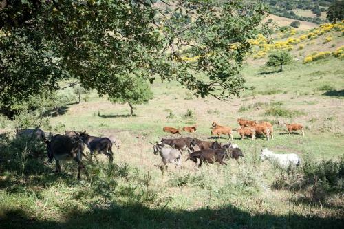 Agroturismo Feudo Galefona