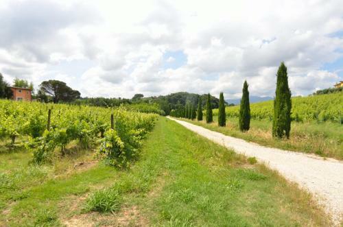Il Sogno Tra I Vigneti