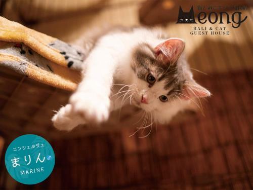 Hostal Bali & Cat Guest House