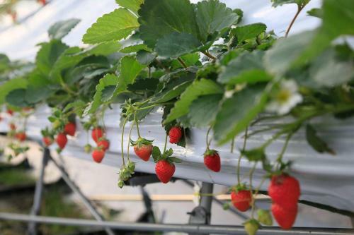 Agroturismo Farm Stay Mizutani Hana