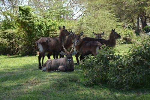 Lake Naivasha Crescent Camp