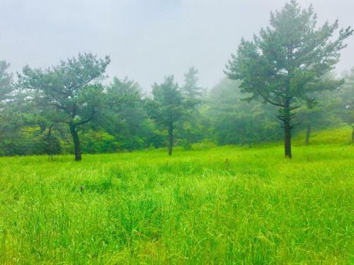 The Jeju Red Roof Pension
