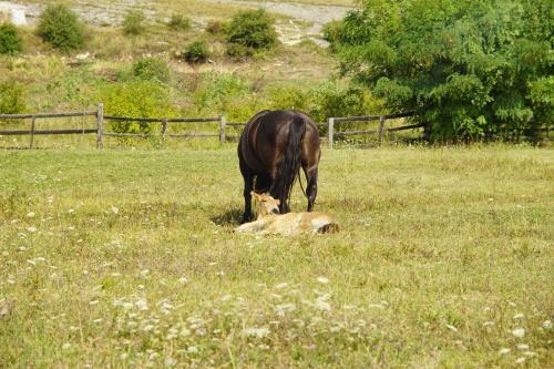Agroturismo Pensiunea Cheile Apusenilor