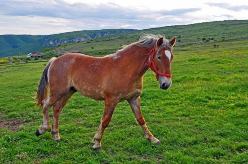 Agroturismo Pensiunea Cheile Apusenilor