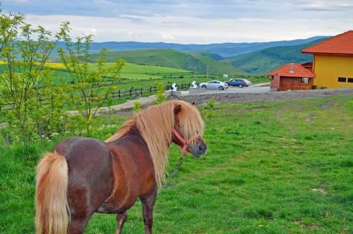 Agroturismo Pensiunea Cheile Apusenilor
