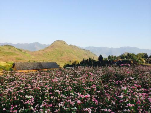 Dao Homestay