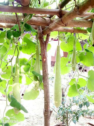 Bed & Breakfast Phong Nha Love Homestay