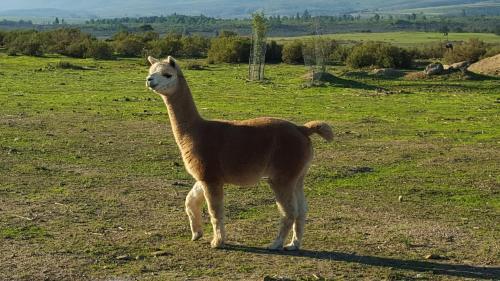 Agroturismo Fynbos Guest Farm