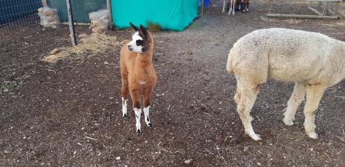 Agroturismo Fynbos Guest Farm