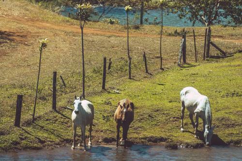 Hotel Termales Del Bosque