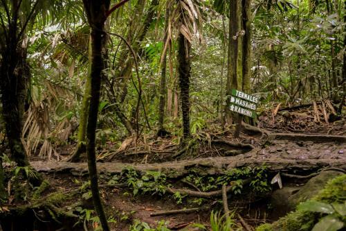 Hotel Termales Del Bosque