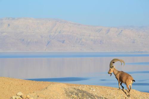 Albergue Ein Gedi Camp Lodge