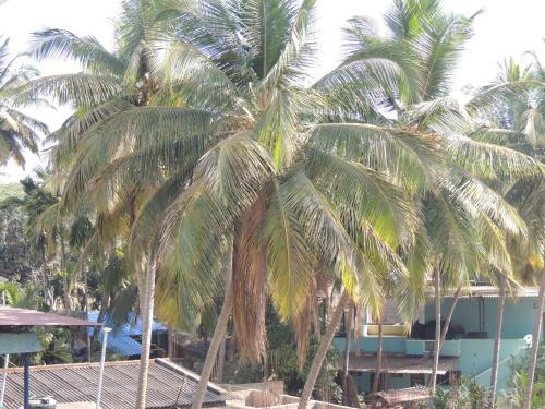 Apartamento Dandeli Home Stay