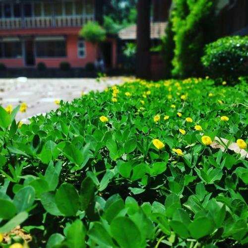 Swastha Plantation Homestay