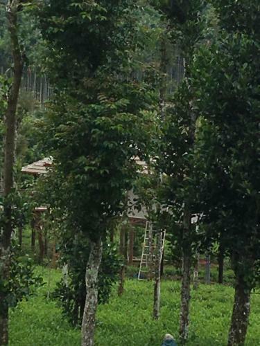 Agroturismo Harmony Farm Wayanad