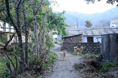 Tanhau