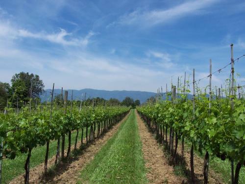 Agroturismo Agriturismo Trattonaturale Montassi