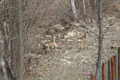 Agroturismo Ospitalita' Rurale Casa Cani