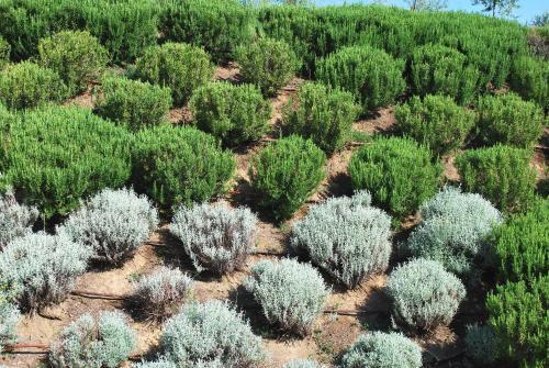 Lavanda & Rosmarino Per Due