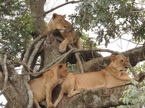Oseki Maasai Mara Camp