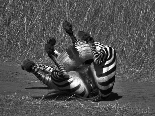 Oseki Maasai Mara Camp