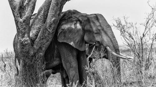 Oseki Maasai Mara Camp