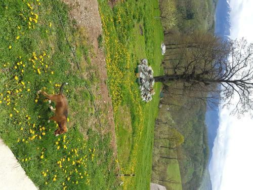 Lodge Country House Montenegro