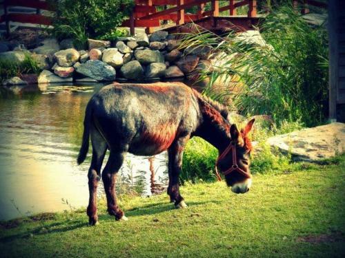 Hostal Go?ciniec Sikorka