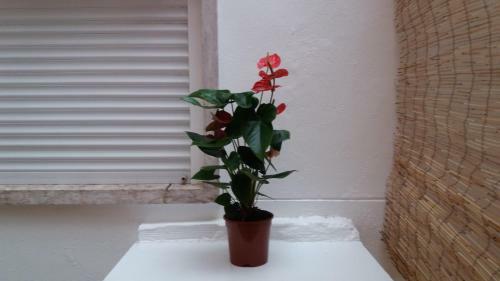 Apartamento Holidaysportugal .lisbon