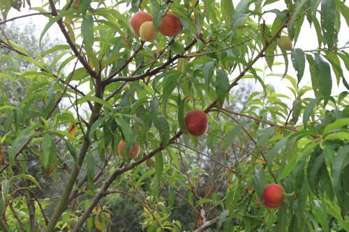 Quinta De S�o Jo�o