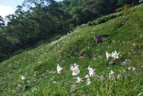 Qingshan Homestay