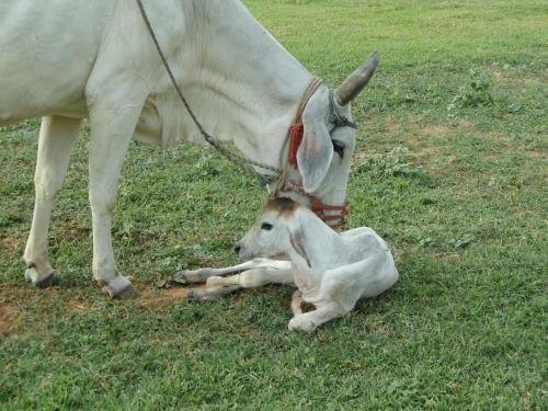 Agroturismo Nannilam Organic Farm Stay