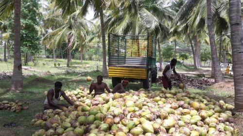 Agroturismo Nannilam Organic Farm Stay